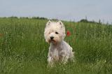 WESTIE 363